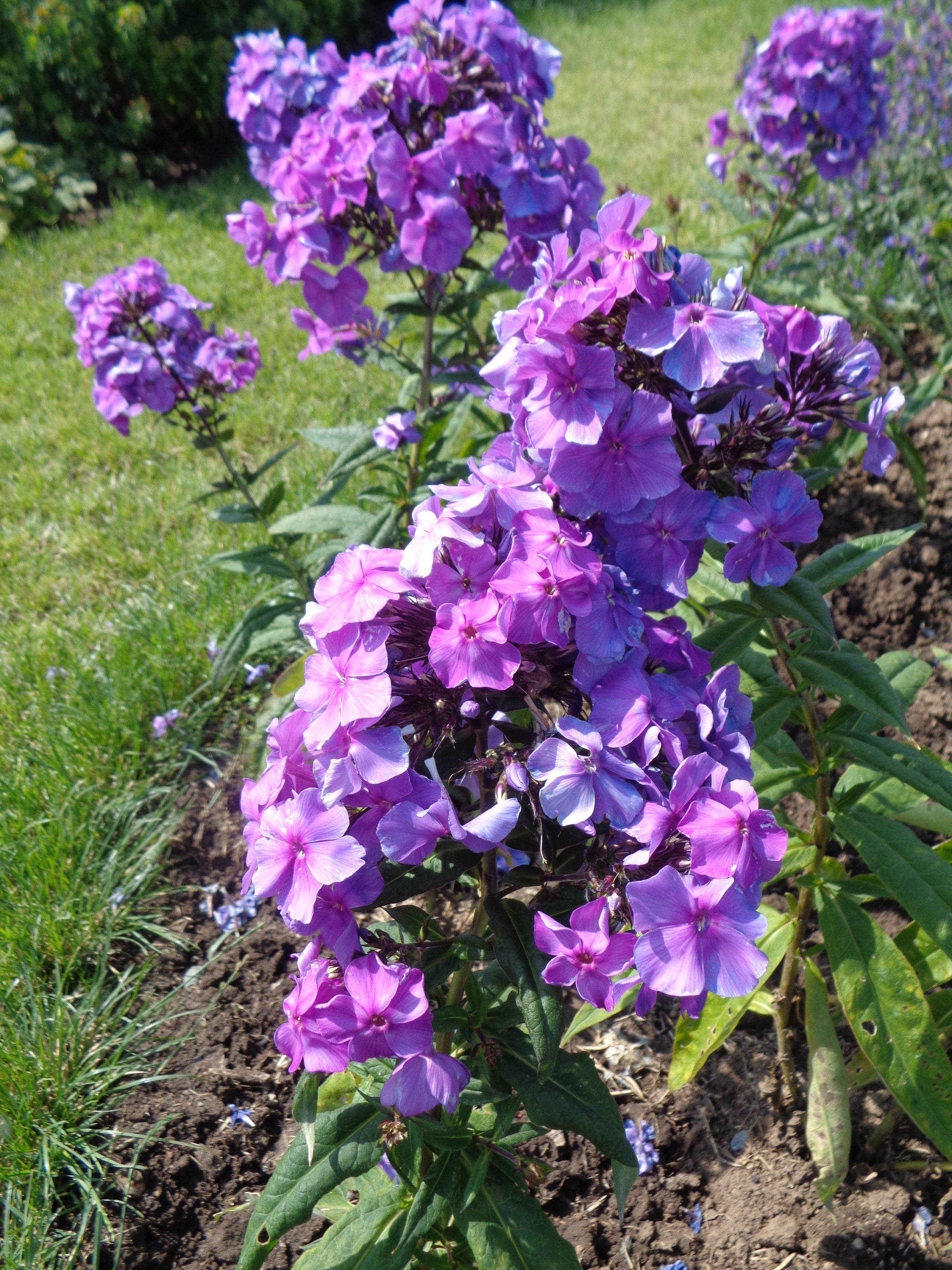 phlox paniculata blue paradise